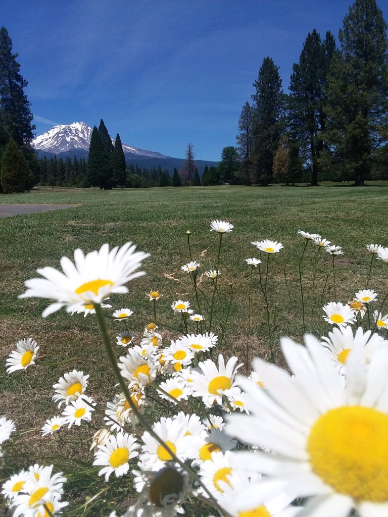 Daisys and Mt Shasta